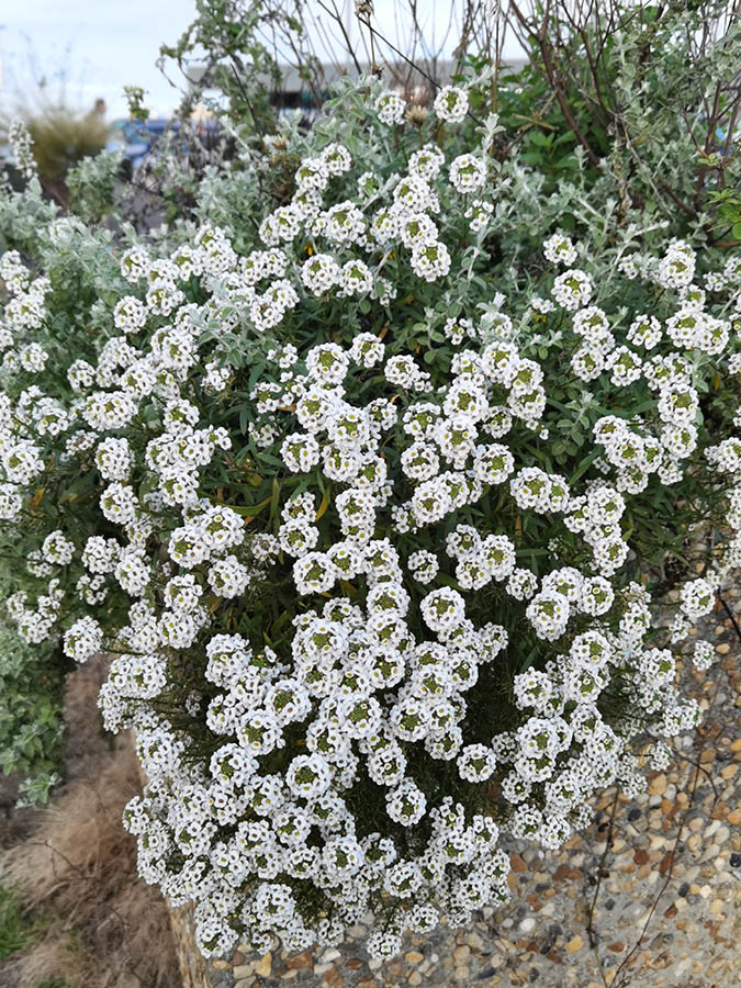 Lobularia maritima en fleurs sur les sables littoraux du port de Capbreton